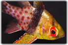 Pajama Cardinalfish